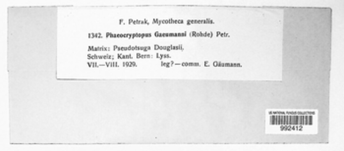 Nothophaeocryptopus gaeumannii image